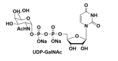 尿嘧啶核苷-5′-二磷酸-N-乙酰氨基半乳糖二鈉鹽，CAS號:108320-87-2