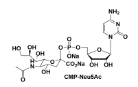 CMP-唾液酸鈉鹽 胞苷-5'-單磷酸-N-乙酰神經氨酸鈉鹽 cmp-nan
