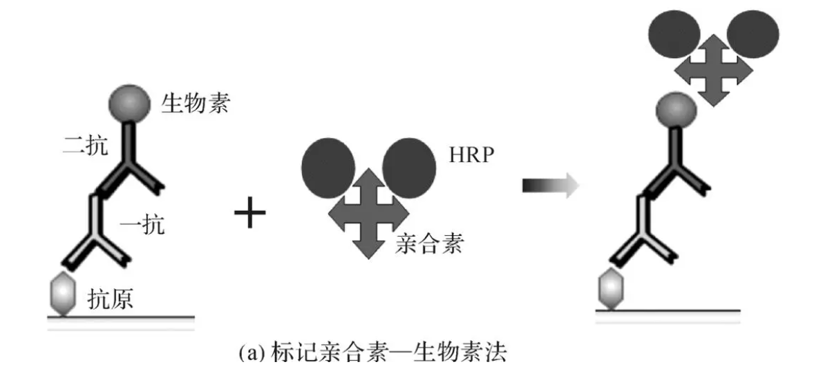 生物素-親和素(biotin-avidin)
