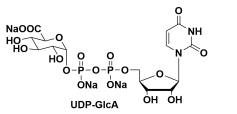 UDP-葡糖醛酸，尿苷[5ˊ]二磷酸[1]-Α-D-葡糖醛酸三鈉鹽 尿苷二磷酸-Α-葡糖醛酸