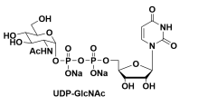 UDP-N-ACETYLGLUCOSAMINEDISODIUMSALT，尿苷二磷酸-N-乙酰氨葡萄糖二鈉鹽
