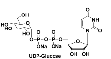 udp-葡萄糖，UDP-Glucose，UDP-Glc，cas117756-22-6, 28053-08-9 