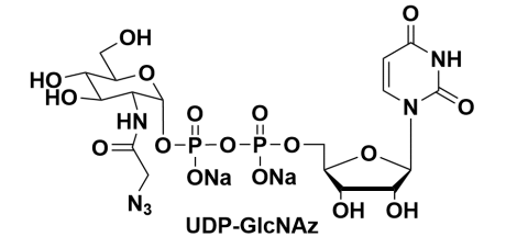 疊氮修飾的尿苷二磷酸糖，UDP-GlcNAz，UDP-Azido-GlcNAc