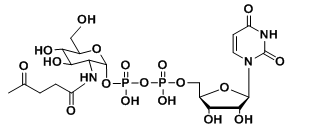 UDP-2-carbonyl-GlcNAc，羧基修飾尿苷二磷酸，羧基標記核苷酸糖