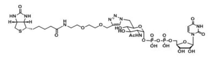 UDP-6-Biotinyl-GlcNAc，生物素標記核苷酸糖，生物素化尿苷二磷酸，生物素修飾N-乙酰葡糖胺,乙酰氨基葡糖