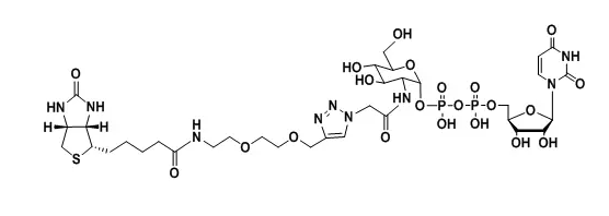 UDP-2-Biotinyl-GlcNAc，生物素標(biāo)記乙酰氨基葡糖