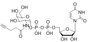 UDP-2-alkynyl-GalNAc，炔基修飾N-乙酰半乳糖胺