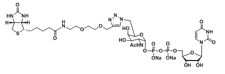 UDP-6-Biotinyl-GalNAc，生物素偶聯N-乙酰半乳糖胺