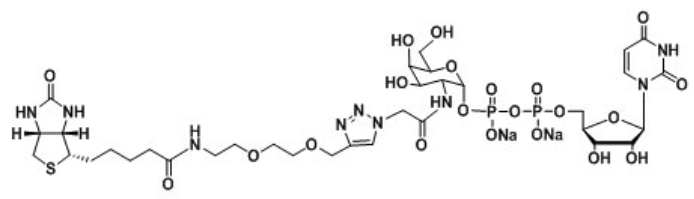 UDP-2-Biotinyl-GalNAc，生物素標記N-乙酰半乳糖胺