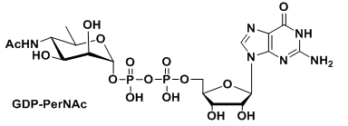 UDP-糖，GDP-PerNAc