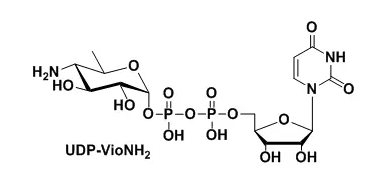 UDP-VioNH2,氨基功能化修飾尿苷二磷酸 UDP-VioNH2,氨基功能化修飾尿苷二磷酸