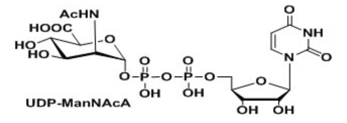 UDP-VioNAc，UDP-ManNAcA，Uridine 5′-diphospho-N-acetyl-D-mannosaminuronic acid Disodium Salt?