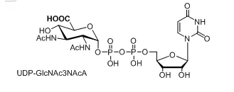 UDP-GlcNAc3NAcA，UDP-N-乙酰基葡萄糖胺(UDP-GlcNAc)，核苷酸標記N-乙酰基葡萄糖胺