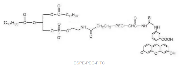 DSPE-PEG-FITC，磷脂-聚乙二醇-熒光素，FITC-PEG2000-DSPE，具有親水性和疏水性的磷脂PEG共軛物