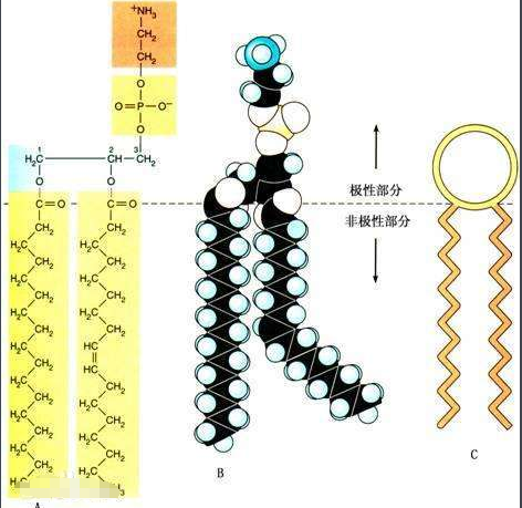 CAS:4235-95-4 二油酰基磷脂酰膽堿 DOPC (18:1 PC)