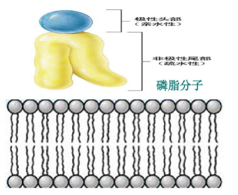 二硬脂酰基磷脂酰膽堿-雙硫鍵-醛基