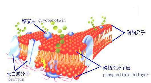 二棕櫚酰磷脂酰膽堿-聚乙二醇-炔基