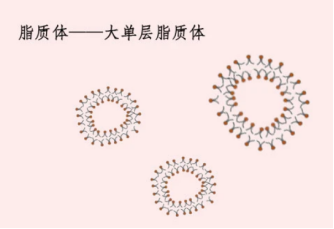 雷帕霉素脂質體Rapamycin 