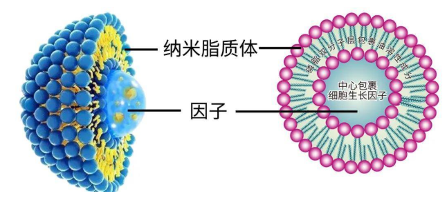 熒光CY5.5-脂質(zhì)體修飾MOF材料ZIF-8