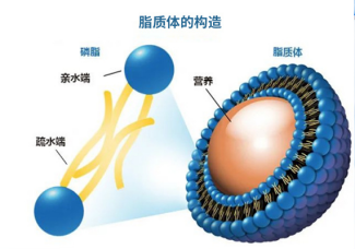 LNP脂質(zhì)體包載mRNA