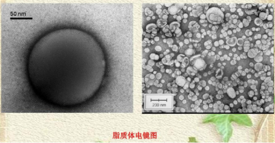 二油酰磷脂酰膽堿脂質體包載近紅外染料CY7