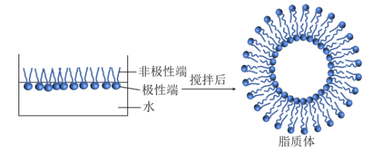 脂質體包裹四氧化三鐵Fe3O4&DOX阿霉素