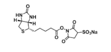 生物素-磺酸基琥珀酰亞胺酯
