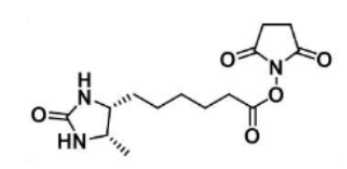 Desthiobiotin NHS Ester；80750-24-9；脫硫生物素-琥珀酰亞胺酯