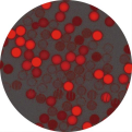 紅色熒光聚苯乙烯微球（80nm）；聚苯乙烯熒光微球-紅色