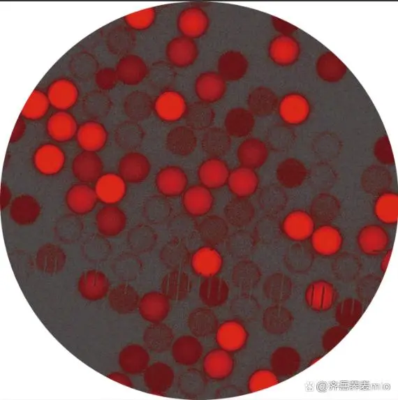 紅色熒光PS微球（10mg/ml 10um）；紅光聚苯乙烯ps微球