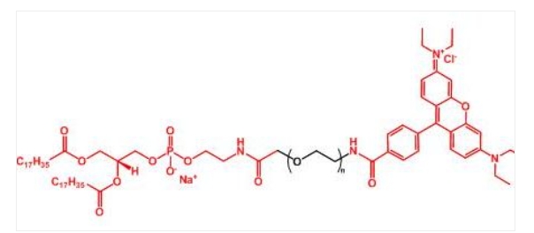 羅丹明聚乙二醇磷脂 Rhodamine-PEG-DSPE