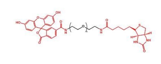 熒光素聚乙二醇生物素 FITC-PEG-Biotin