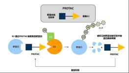 Protac（蛋白質降解靶向嵌合分子）的鑒定