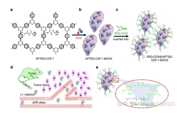 PEG-CCM@APTES-COF-1的DOX負載合成及靶向給藥小鼠效果
