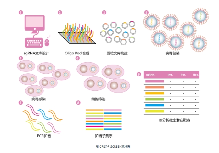 截斷突變載體系統(tǒng)，定制服務(wù)