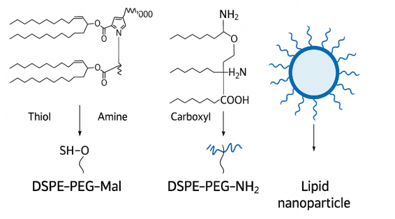 DSPE-PEG-Mal和DSPE-PEG-NHS的反應示意圖
