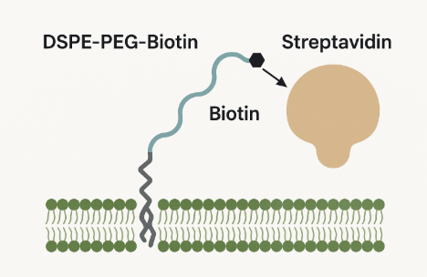 DSPE-PEG-Biotin 與 Streptavidin 的結(jié)合機制