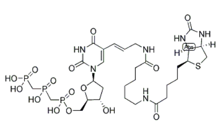 Biotin-11-dUTP