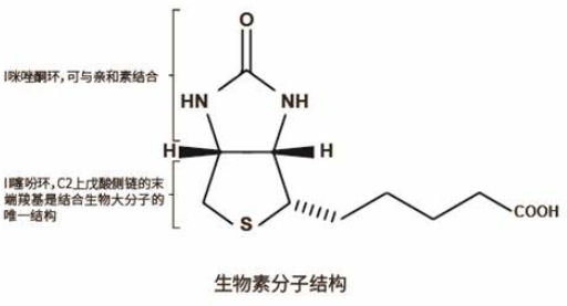 生物素化