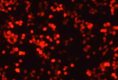 油溶性紅色熒光上轉換納米粒子激發波長980的應用