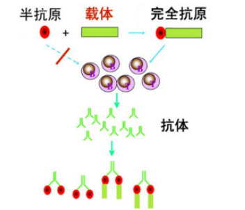 幾百種半抗原藥物偶聯載體蛋白(卵清蛋白OVA、牛血清蛋白BSA、人血清白蛋白HSA)定制合成