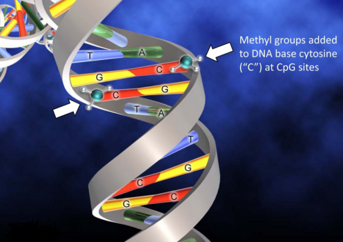 核酸(DNA、RNA)的功能化修飾技術（幾百種定制產品）