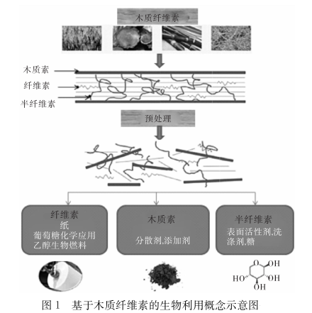 木質纖維素的生物利用理念（供應纖維水凝膠定制服務）