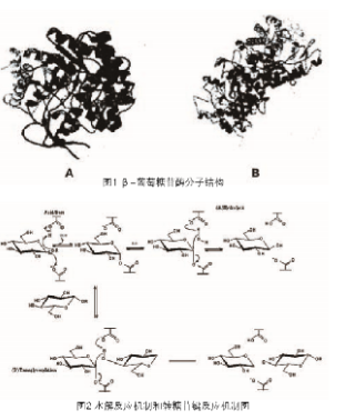 β-葡萄糖苷酶的結構與功能