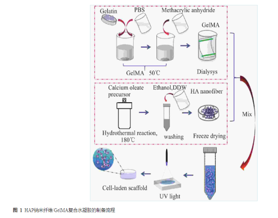 HAP納米纖維/GelMA復合水凝膠的制備流程