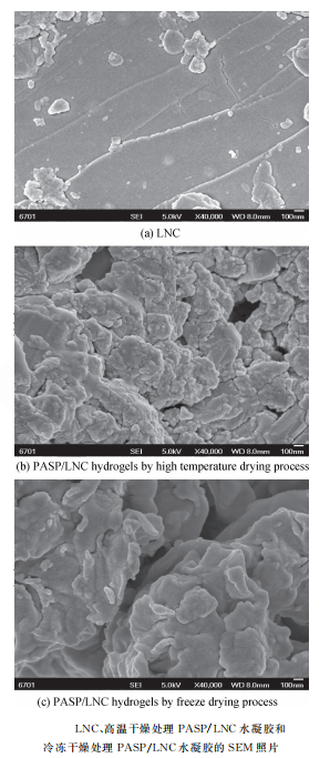 PASP/LNC水凝膠的制備流程、SEM 照片，結構分析