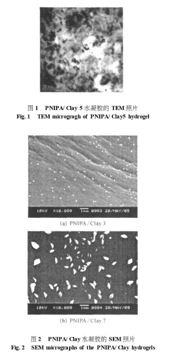 PNIPA ay水凝膠的制備、形態、TEM照片、SEM 照片