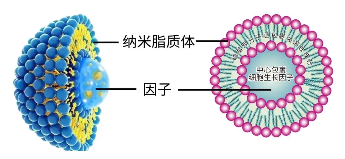 脂質(zhì)體包裹藥物表面修飾多肽