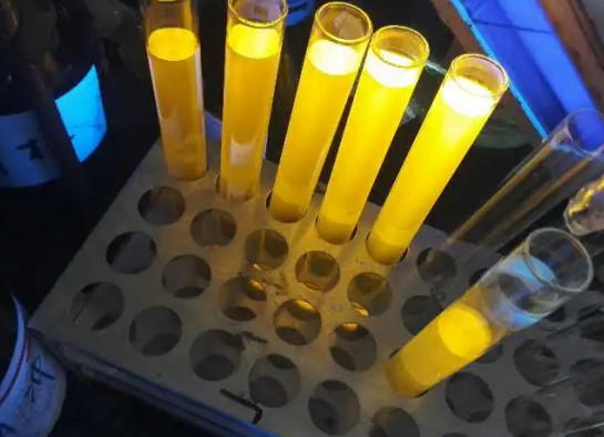 FITC-酵母多糖 綠色熒光標記酵母多糖 FITC-Zymosan