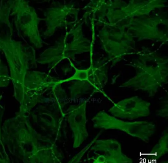 CY3-萬古霉素，cy3-vancomycin，cy3染料標記萬古霉素